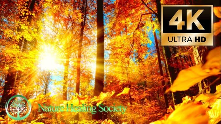 Morning Meditation Music 528 Hz - Royalty Free