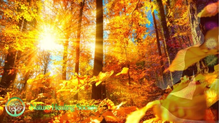 Relaxing Morning Meditation Music 528 Hz
