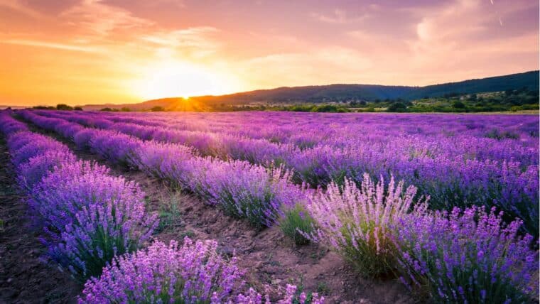 30 Royalty Free Meditation Songs