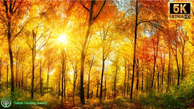 30 Minutes Good Morning Music 528Hz