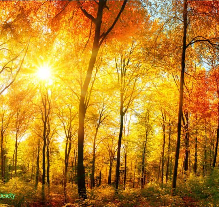 30 Minutes Good Morning Music 528Hz