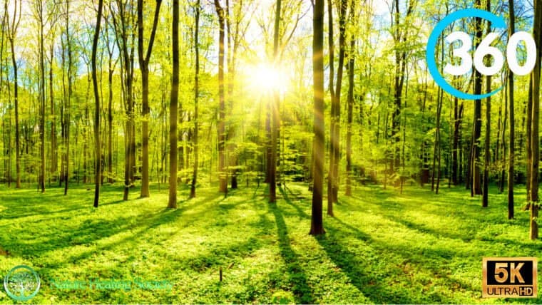 5k Virtual Nature 360° - Fantasy Forest