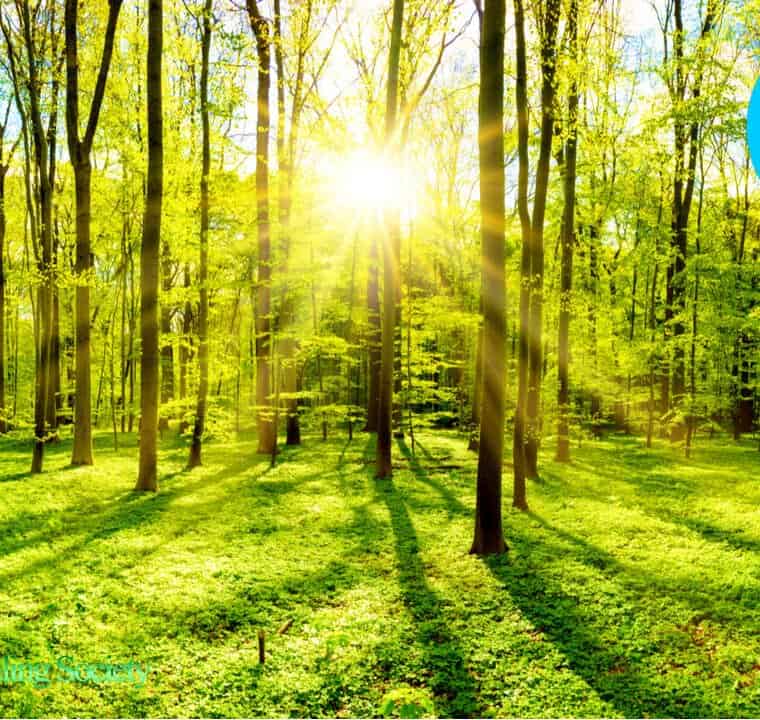5k Virtual Nature 360° - Fantasy Forest