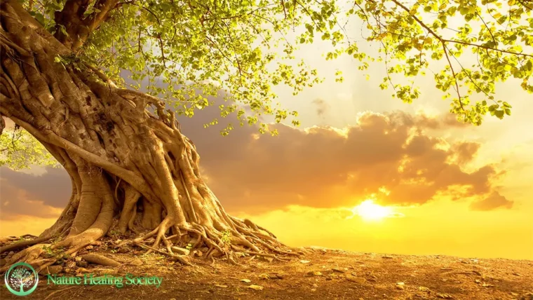 528 HZ Boost Positive Energy While Waking Up