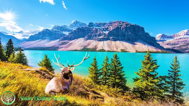 THE BEST GOOD MORNING MUSIC - Waking Up Happy With 528Hz Meditation Healing Stress Relief Music