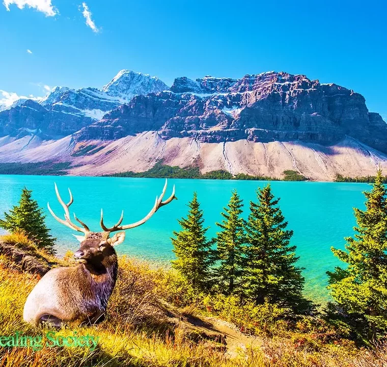 THE BEST GOOD MORNING MUSIC - Waking Up Happy With 528Hz Meditation Healing Stress Relief Music