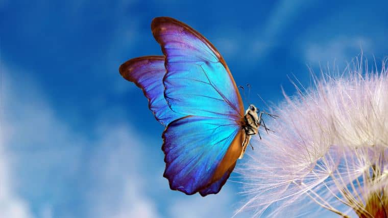 15 Royalty Free Meditation & Ambient Choir Songs