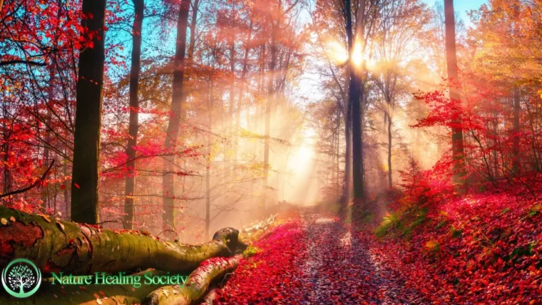 Wake Up And Listen: Morning Music For A Great Start To Your Day 528Hz
