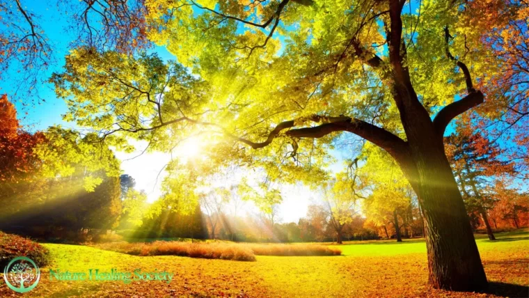 528 HZ Euphoria Morning Music