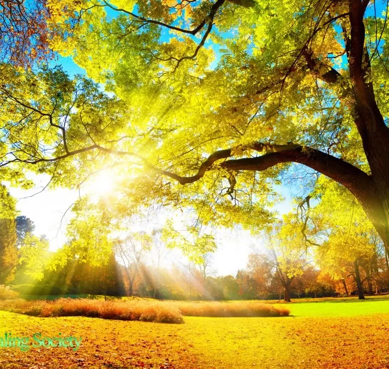 528 HZ Euphoria Morning Music