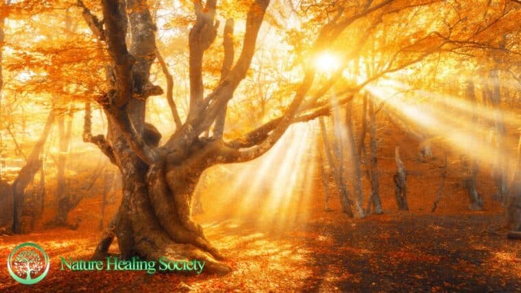 THE BEST FLUTE MUSIC TO WAKE UP WITH 528hz
