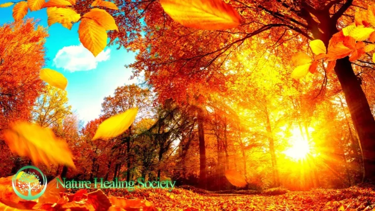 Good Morning Meditation Music  528Hz Positive Healing Thoughts&Energy